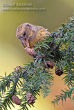 White-winged Crossbill