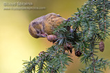 White-winged Crossbill