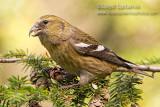 White-winged Crossbill (female)