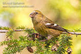 White-winged Crossbill (female)