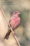 House Finch 