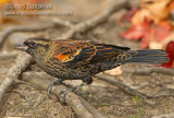 Red-winged Blackbird (immature male)