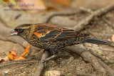 Red-winged Blackbird (1st fall male)