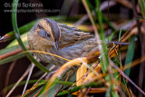 Nelsons Sparrow