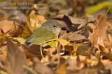 Mourning Warbler