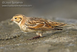 Lapland Longspur 