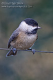 Carolina Chickadee