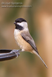 Carolina Chickadee
