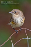 Yellow-rumped Warbler