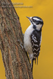 Downy Woodpecker