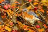 Eastern  Bluebird