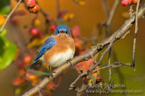Eastern  Bluebird