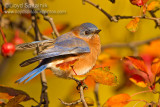 Eastern  Bluebird