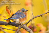 Eastern  Bluebird