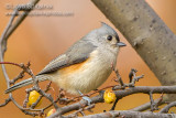 Tufted Titmouse