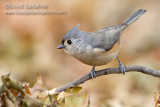 Tufted Titmouse