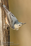 White-breasted Nuthatch (female)