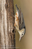 White-breasted Nuthatch