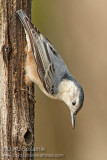 White-breasted Nuthatch