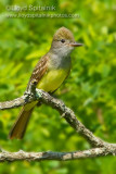 Great-crested Flycatcher