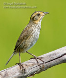 Saltmarsh Sparrow