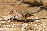 Harriss Sparrow