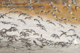 Dunlin