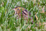 Henslows Sparrow