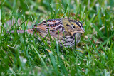 Henslows Sparrow
