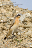 Northern Wheatear