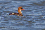 Red-breasted Merganser (1st winter male)