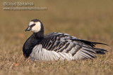 Barnacle Goose