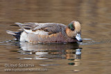 Eurasian Wigeon x American Wigeon Hybrid