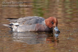 Eurasian Wigeon