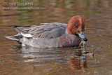 Eurasian Wigeon
