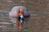 Eurasian Wigeon