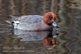 Eurasian Wigeon