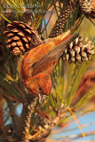 Red Crossbill