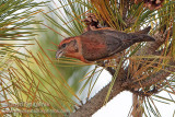 Red Crossbill