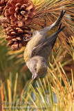 Red Crossbill