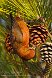 Red Crossbill