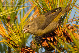 Red Crossbill (female)
