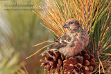White-winged Crossbill