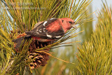 White-winged Crossbill (male)