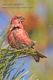 White-winged Crossbill