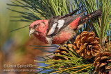 White-winged Crossbill (male)