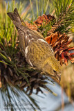 White-winged Crossbill