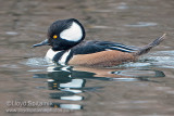 Hooded Merganser (male)