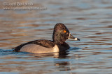 Ring-necked Duck (male)