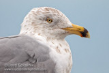Herring Gull